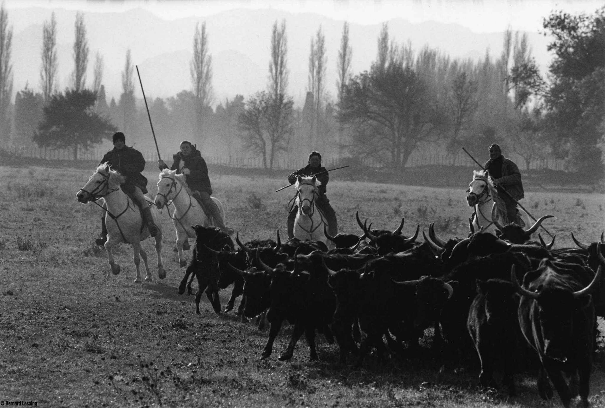 Aux prés, Eyguières, 2004-2005 © Bernard Lesaing