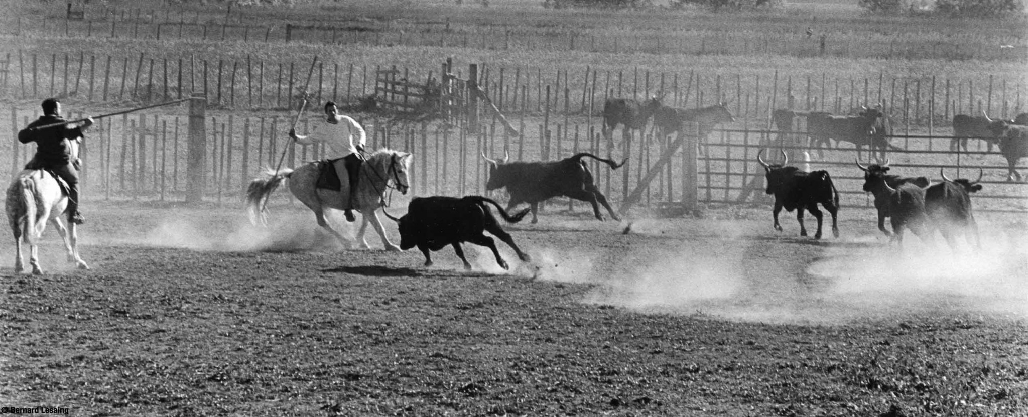 A la manade, Eyguières, 2004-2005 © Bernard Lesaing