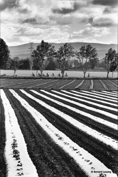 Paysage agricole, le Puy-Sainte-Réparade, Bernard Lesaing