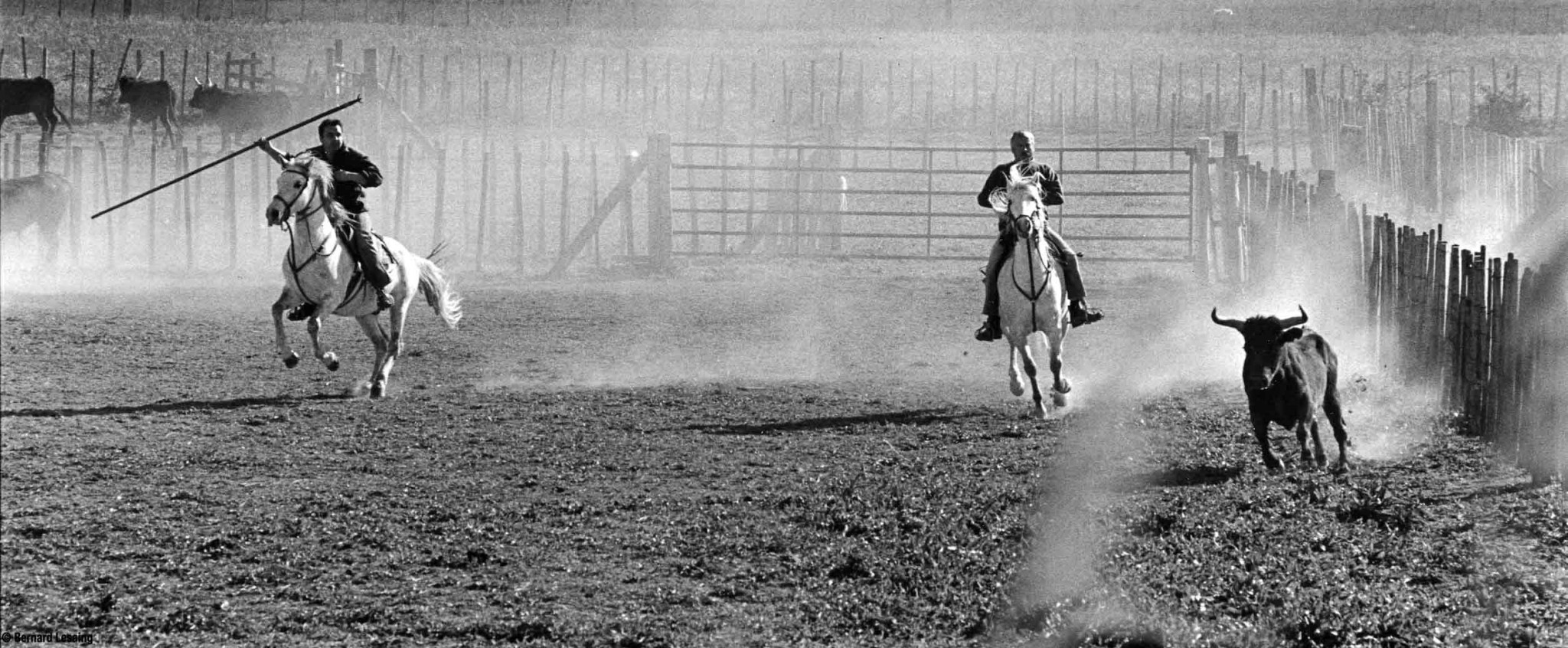 A la manade, Eyguières, 2004-2005 © Bernard Lesaing