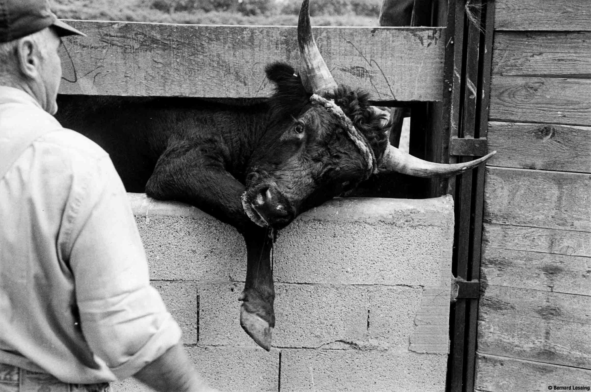 A la manade, Aureille, 2004-2005 © Bernard Lesaing