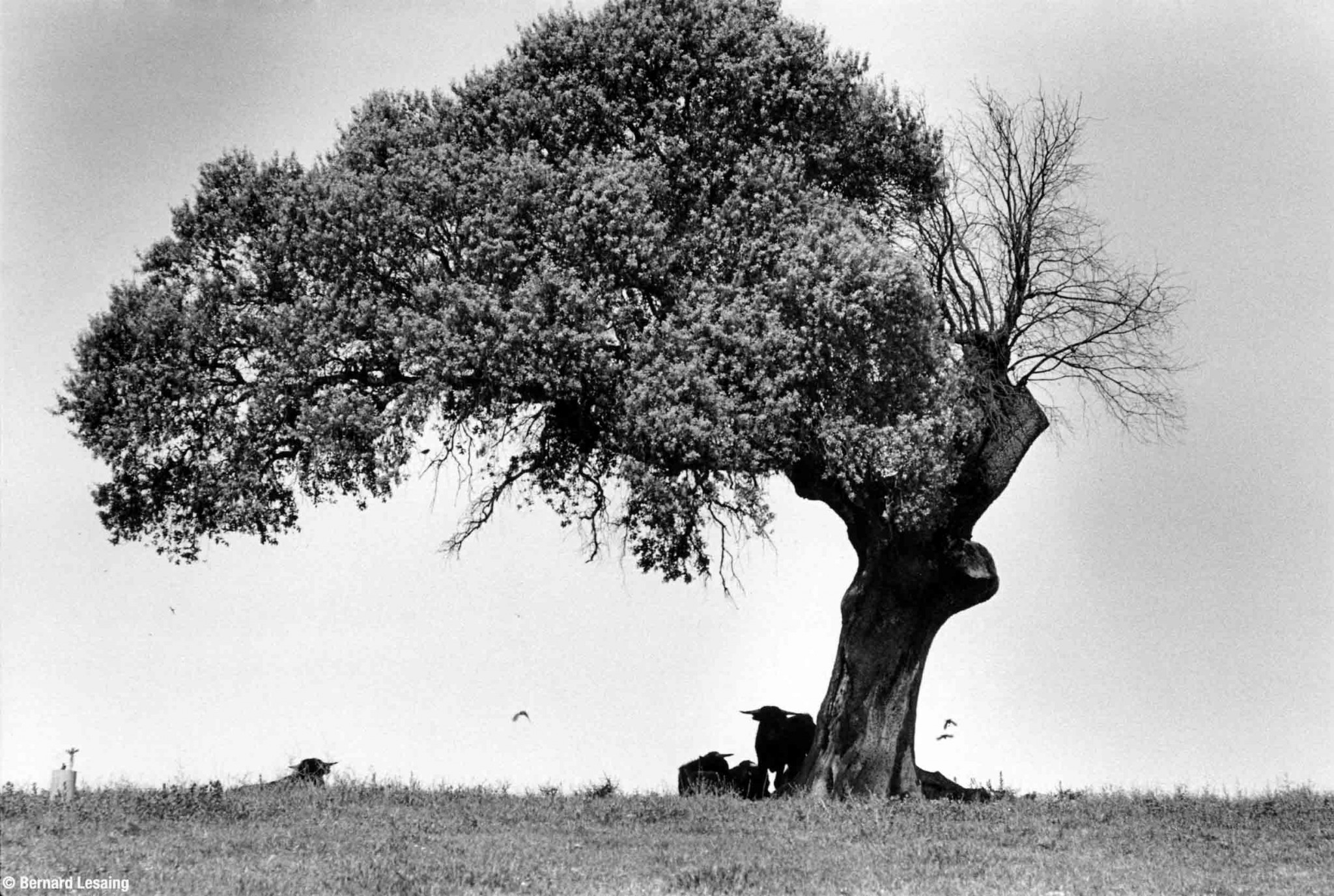 Beas de Segura, Andalousie, 2010 © Bernard Lesaing