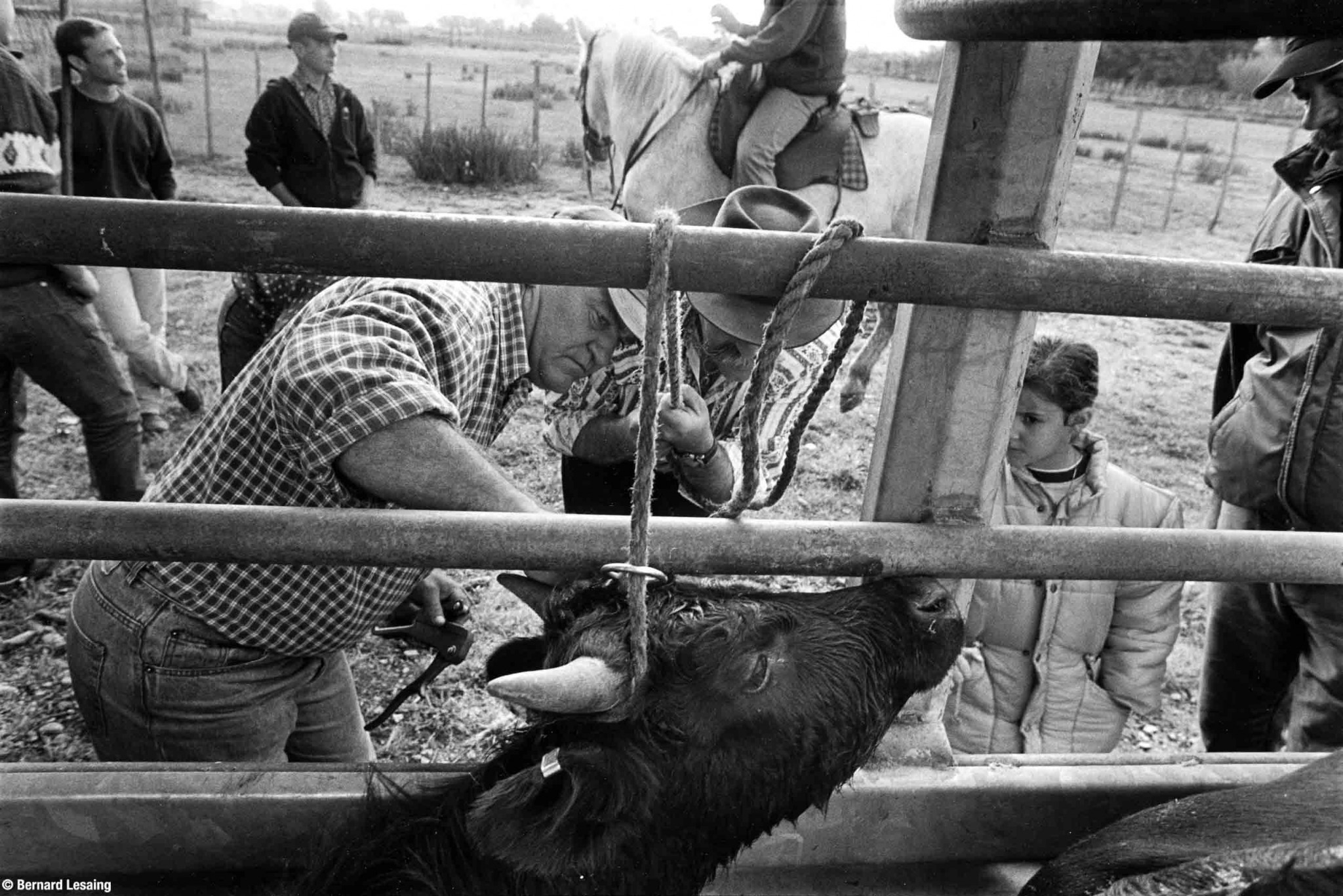 A la manade, Aureille, 2004-2005 © Bernard Lesaing