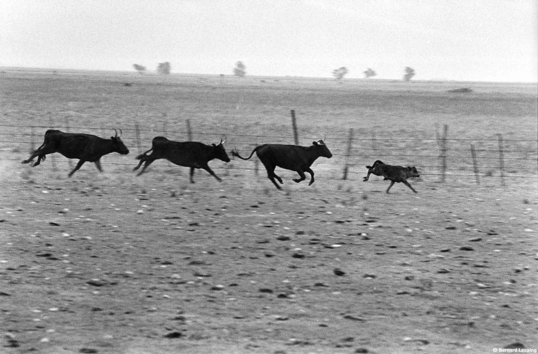 Aux prés, Saint Martin de Crau, 2004-2005 © Bernard Lesaing