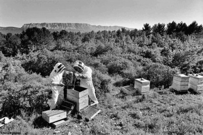 Visite de ruches, Fuveau, 2012, Bernard Lesaing