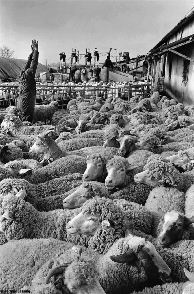 Tonte des moutons, Pertuis, 2012, Bernard Lesaing