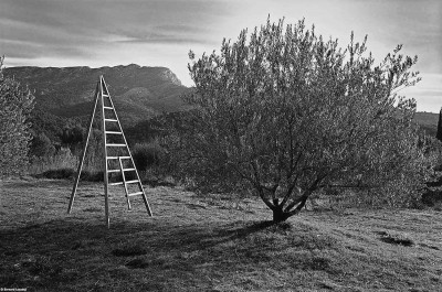 Préparatifs pour la récolte des olives, Vauvenargues, 2011, Bernard Lesaing