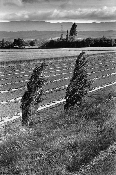 Mistral sur champs de blé et de courges, Le Puy Sainte Réparade, 2011, Bernard Lesaing