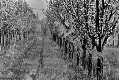 Cerisiers en fleurs, Le Puy Sainte Réparade, 2010, Bernard Lesaing