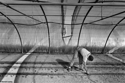Plantation de fenouil, Ventabren, 2010, Bernard Lesaing